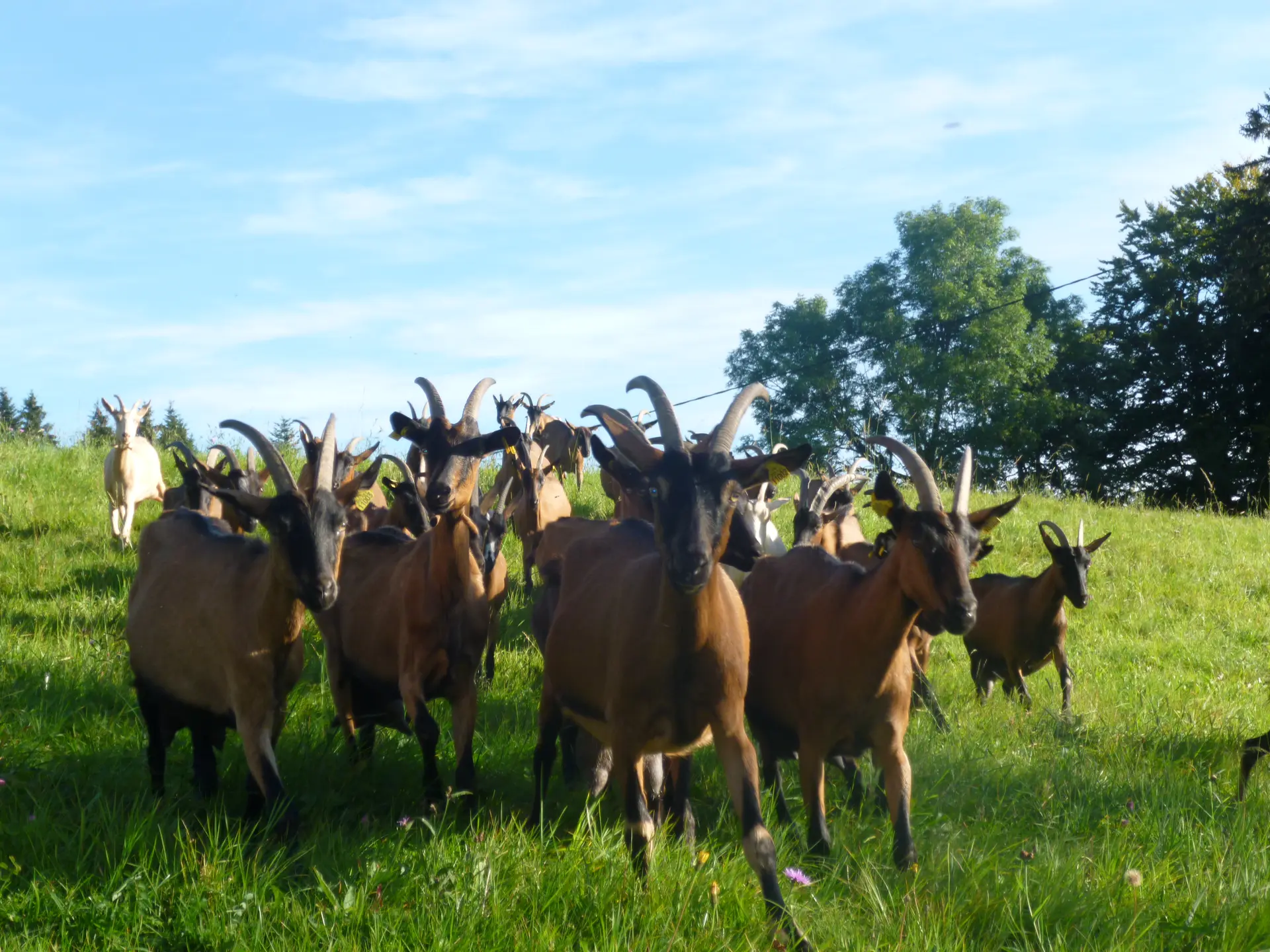 Les chèvres au pré du GAEC du Brossmont