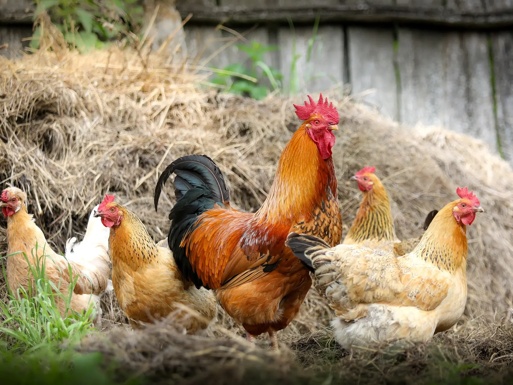 Volaille La Ferme Roumieu