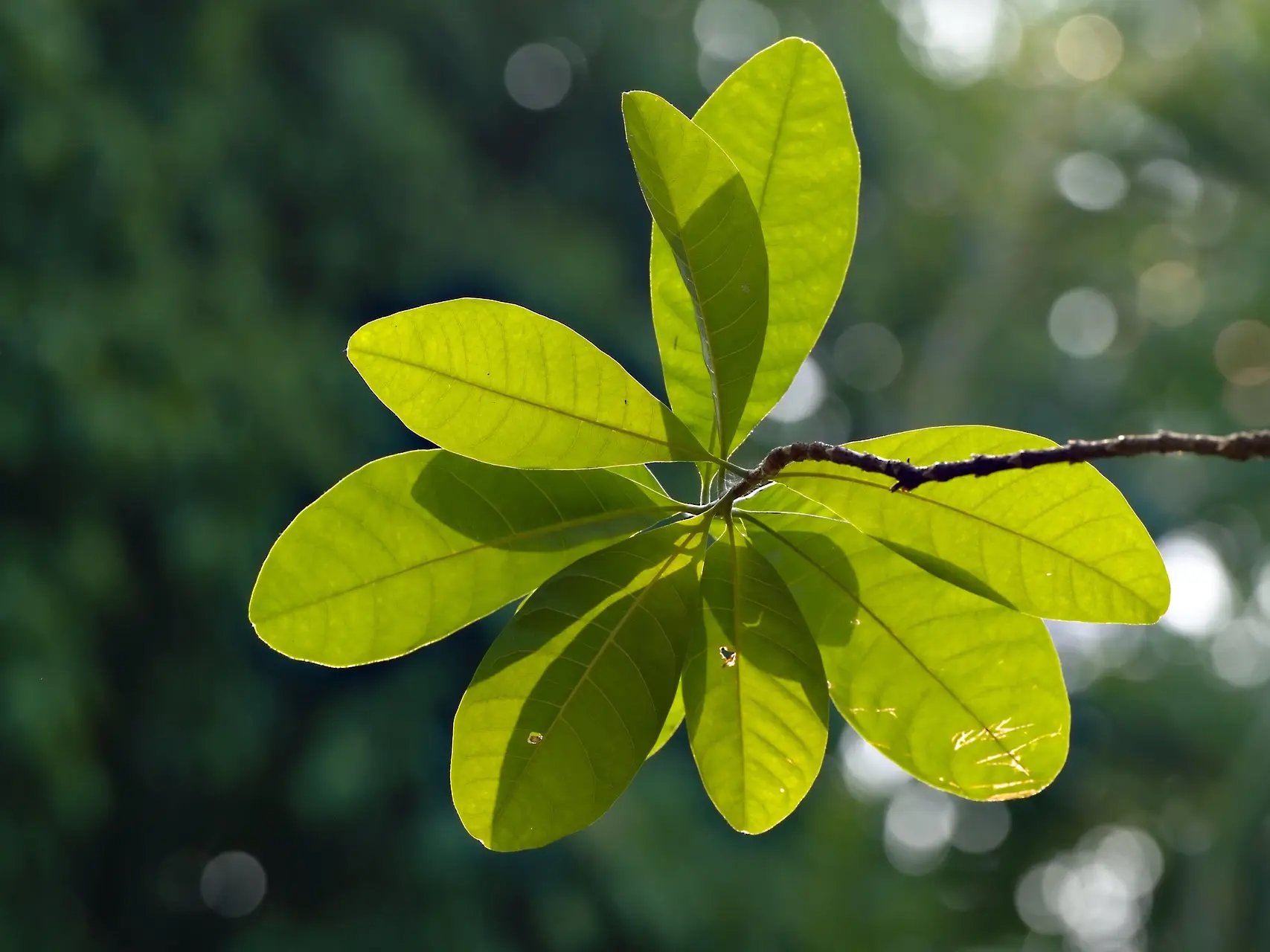 plante verte