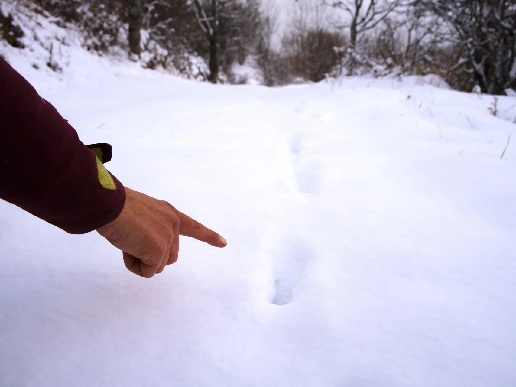 Traces des animaux de montagne avec Altimood