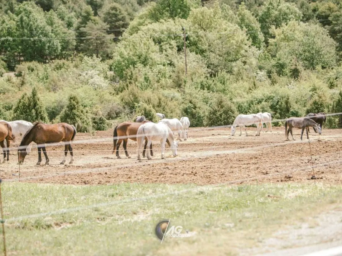 Chevaux