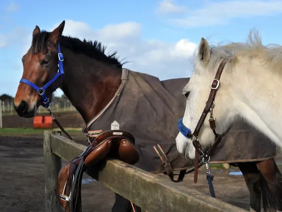 les écuries de Loix