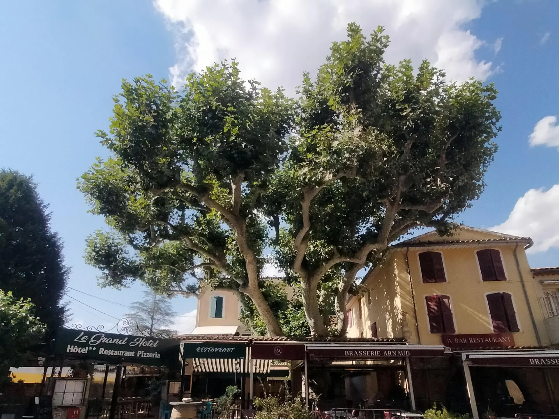 Platane de la place Duchâtel_Aups