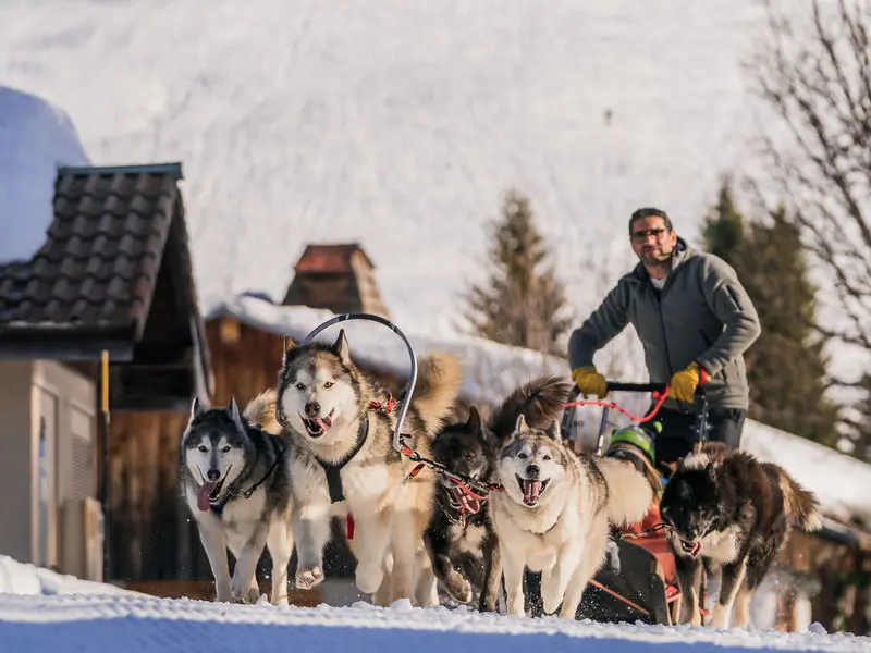 Chiens de traineau_Les Gets