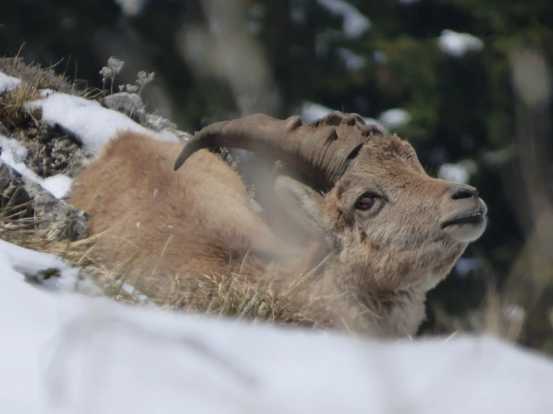 La faune en hiver à raquettes