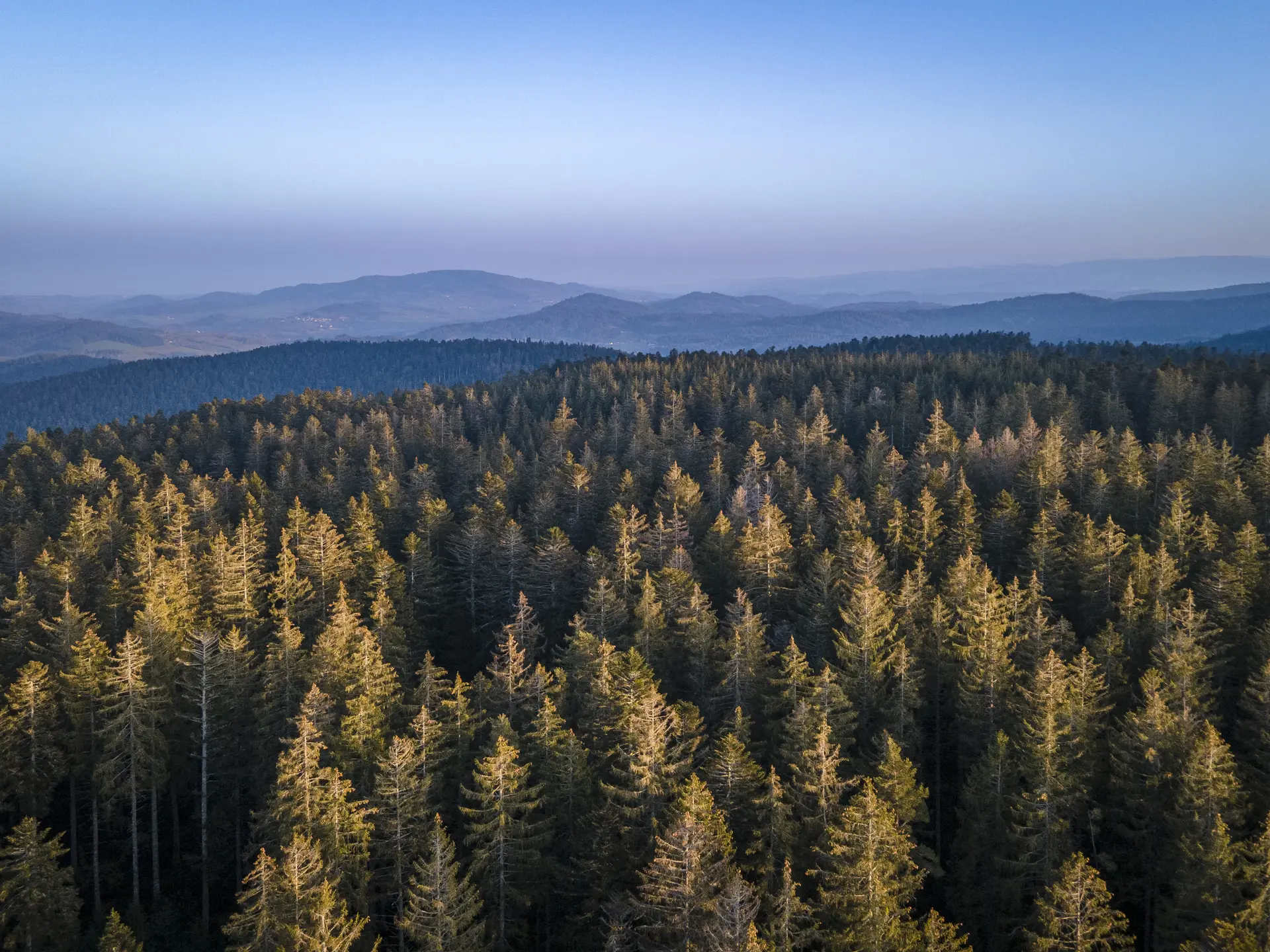 massif bois noirs