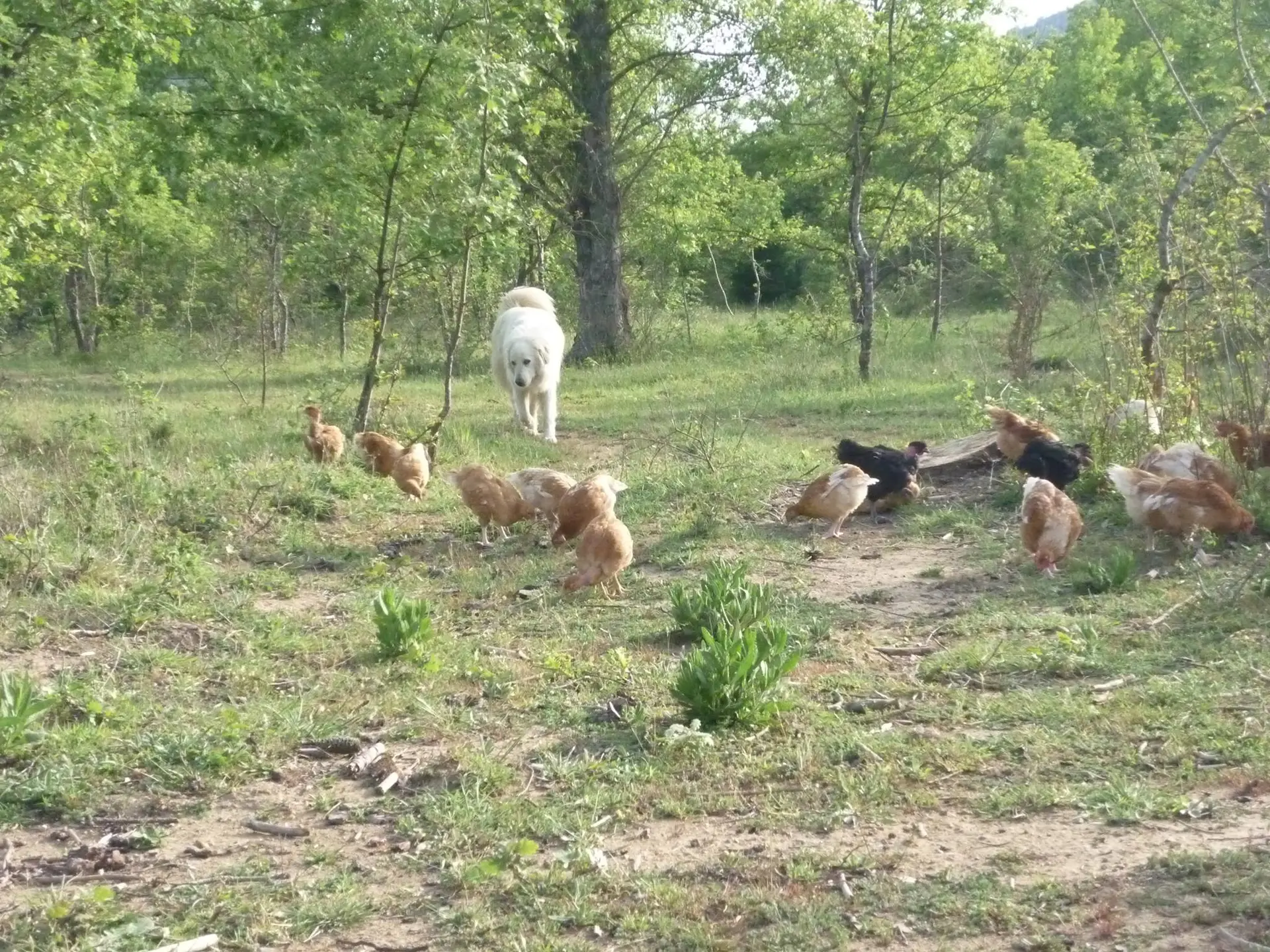 La ferme du Poulet B.O