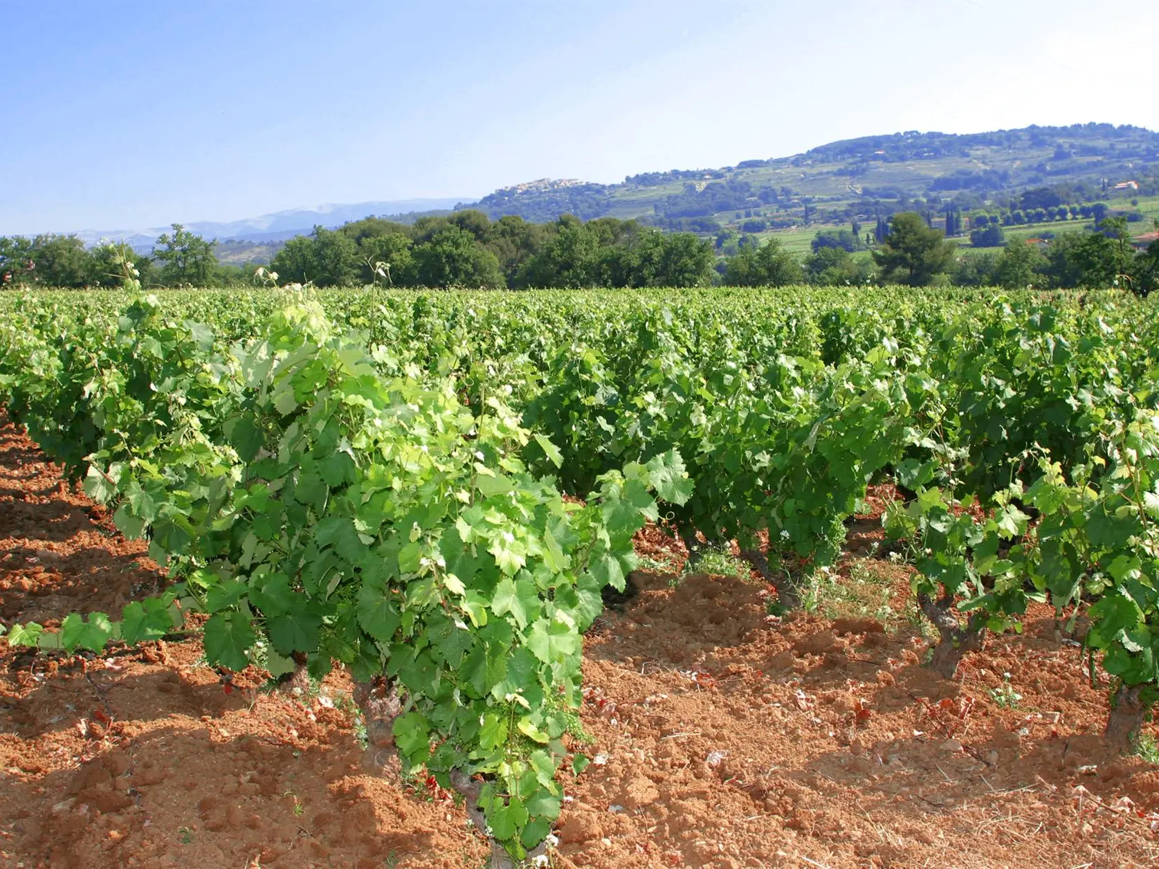 Le vignoble