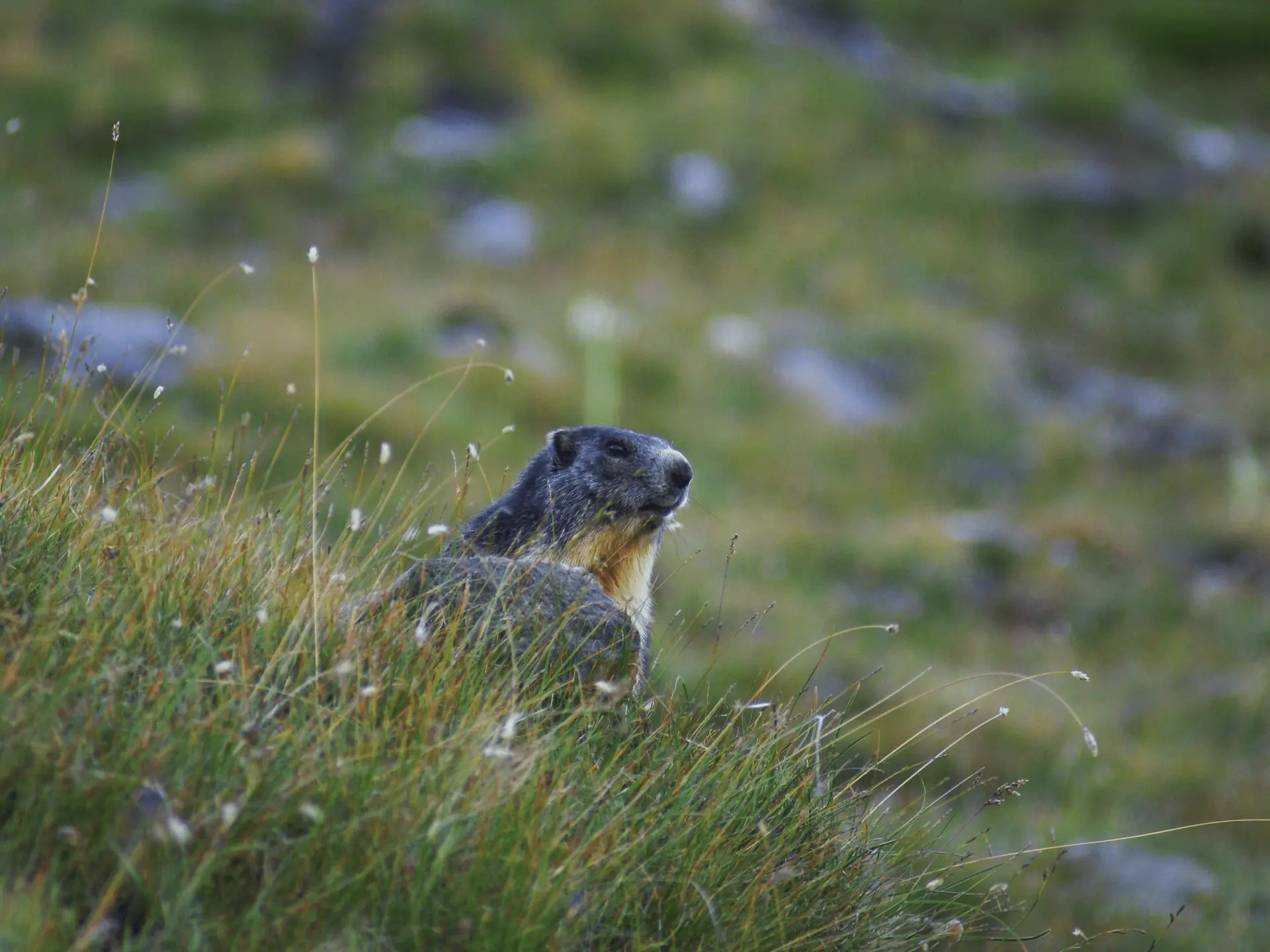 Marmotte