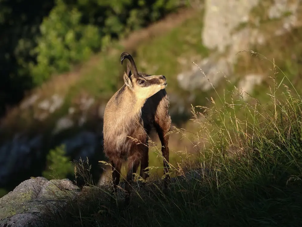 chamois dans la montagne