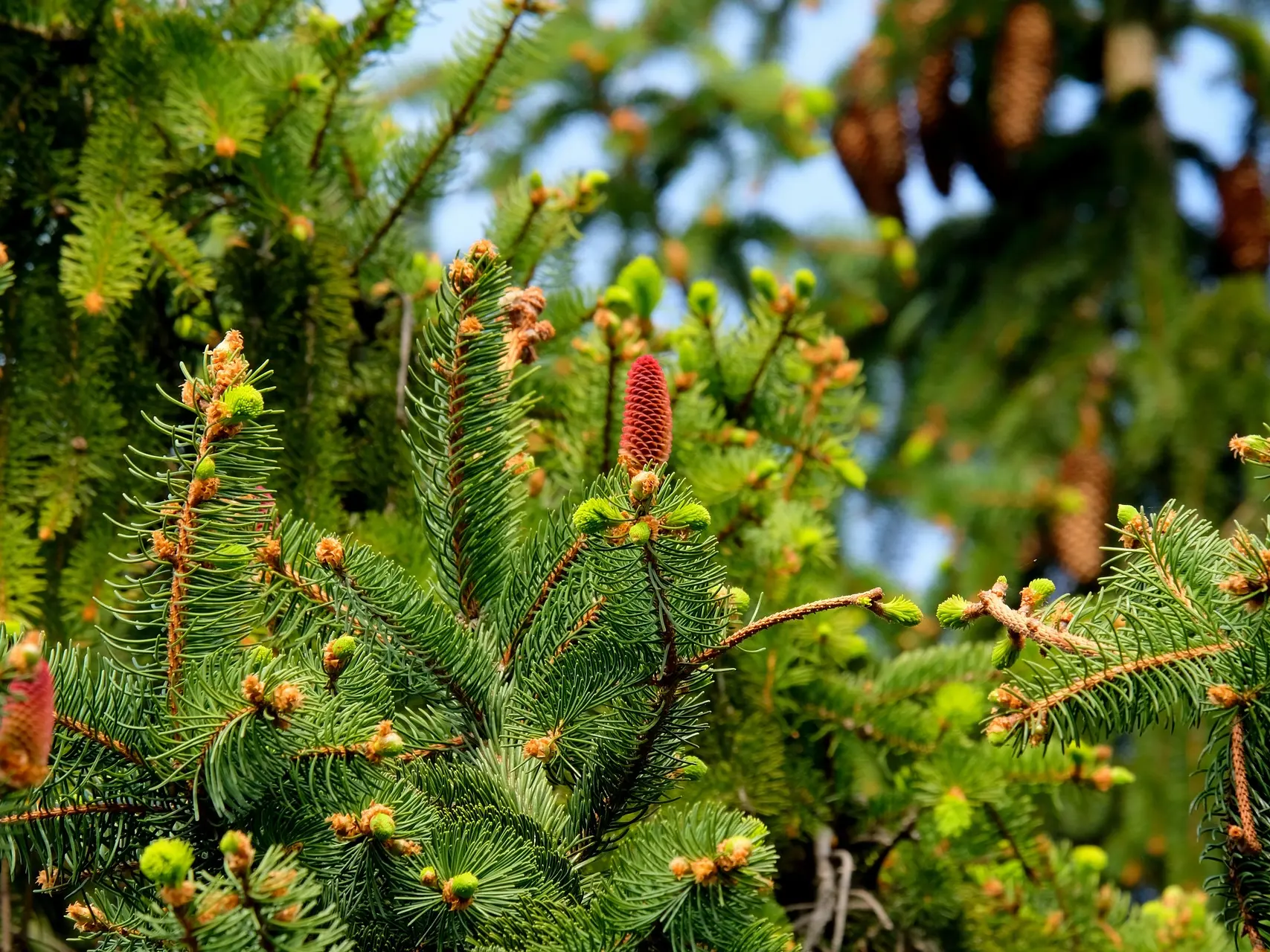 Trail des Cornes d'Urfé_Champoly