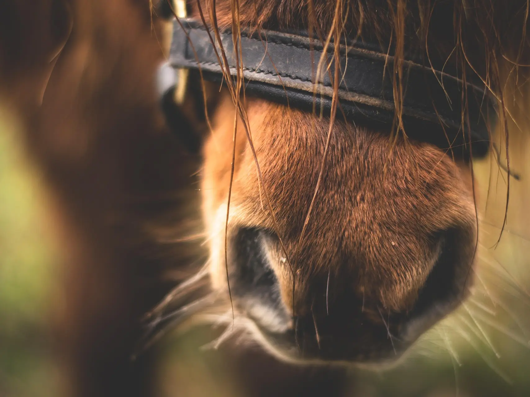 Poney Club de Pampelonne
