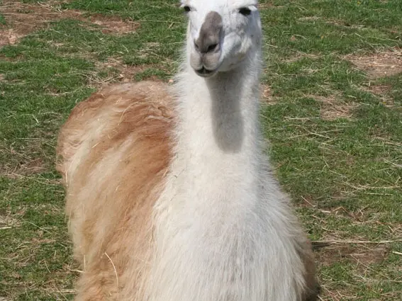 lama dans l'herbe