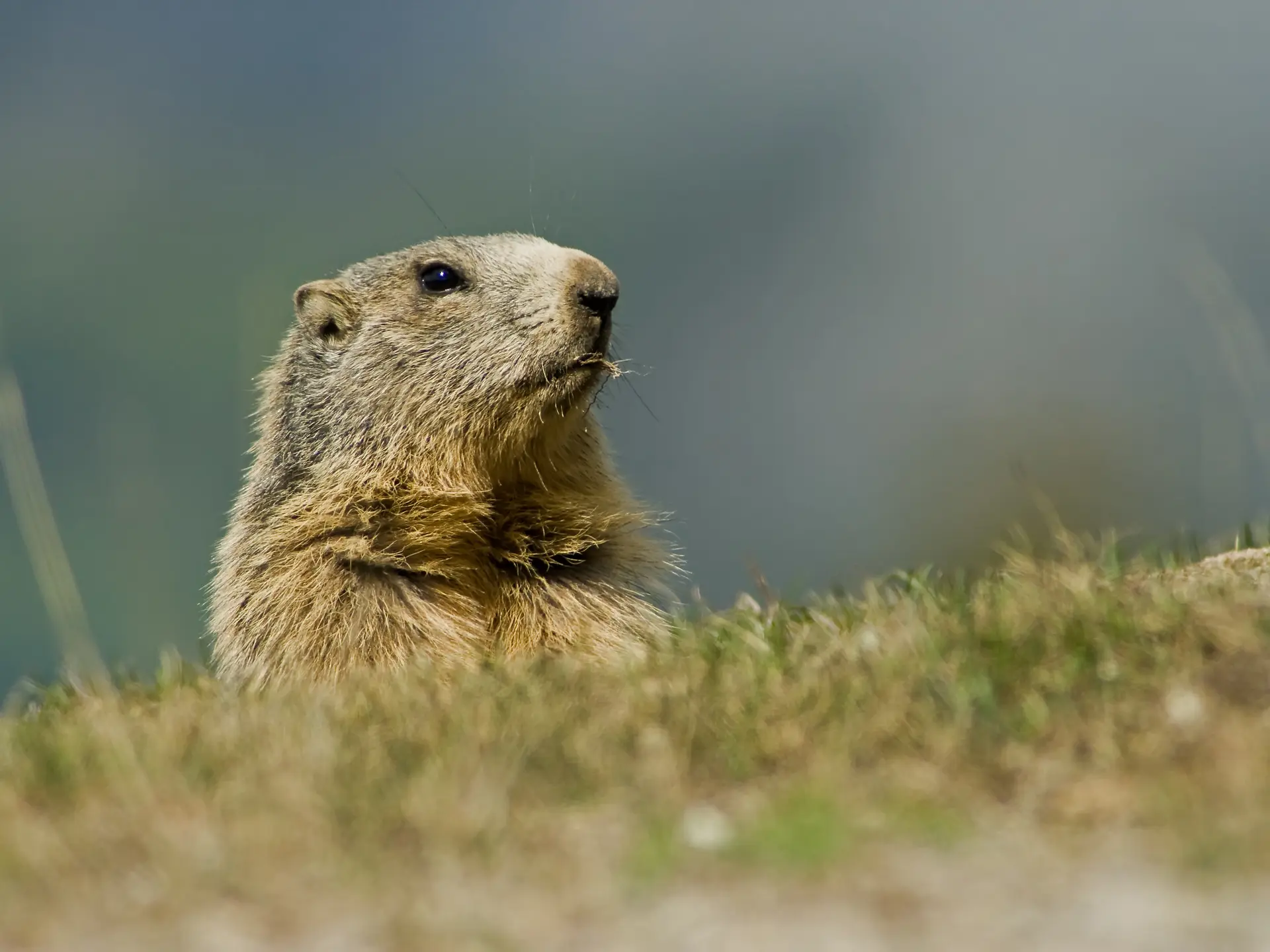 marmottes