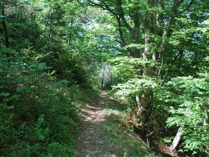 Forêt Domaniale de l'Eygues