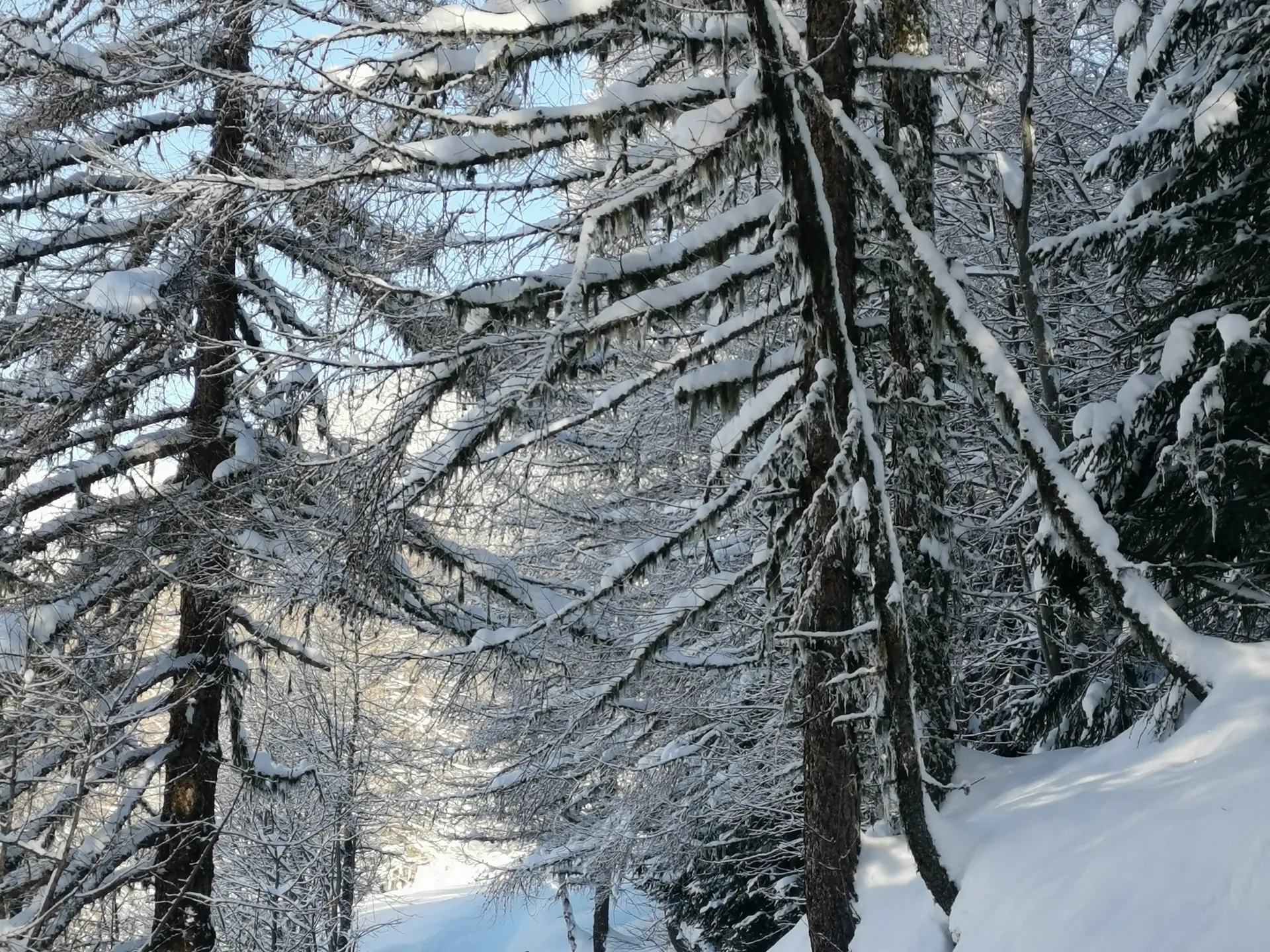 Randonnée en raquettes dans la forêt