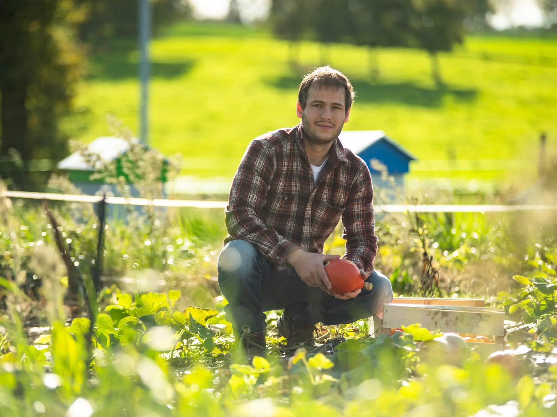 Damien Clermidy récoltant les potimarrons