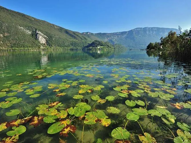 Nupharaie du Lac d'Aiguebelette