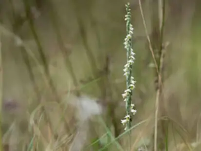 Suivis scientifiques participatifs - Spiranthes_Allex