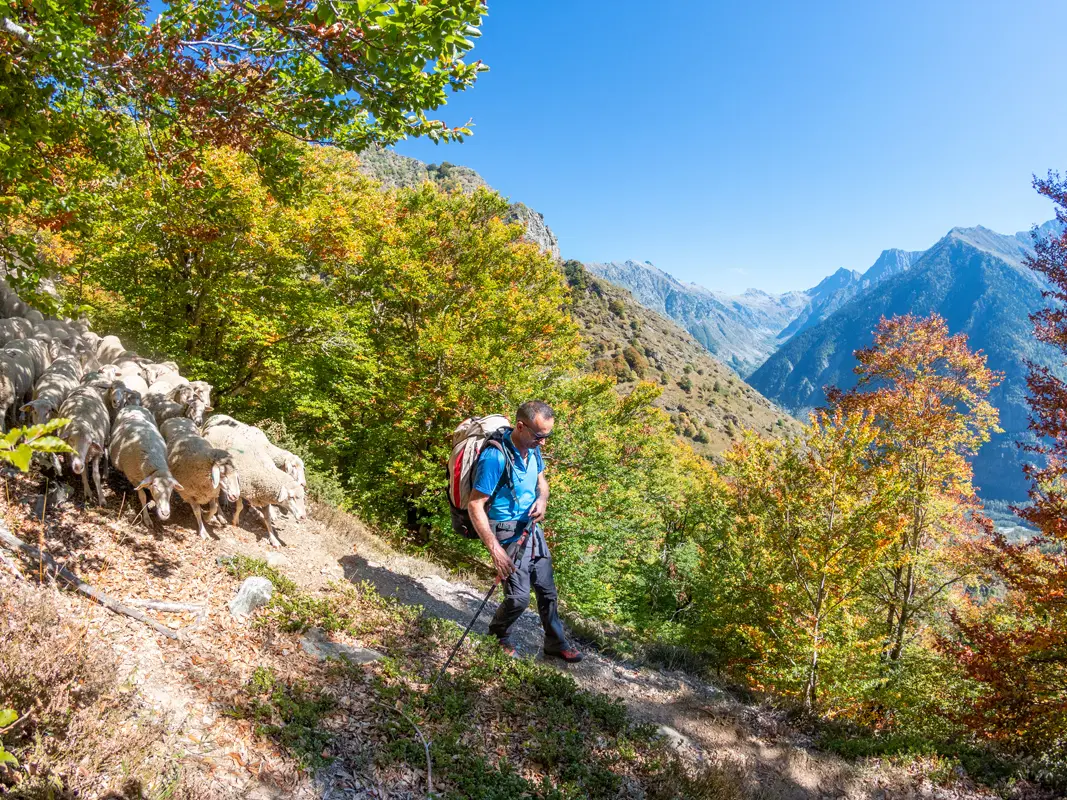 Désamontagnage avec Paul Davin, éleveur d'agneaux