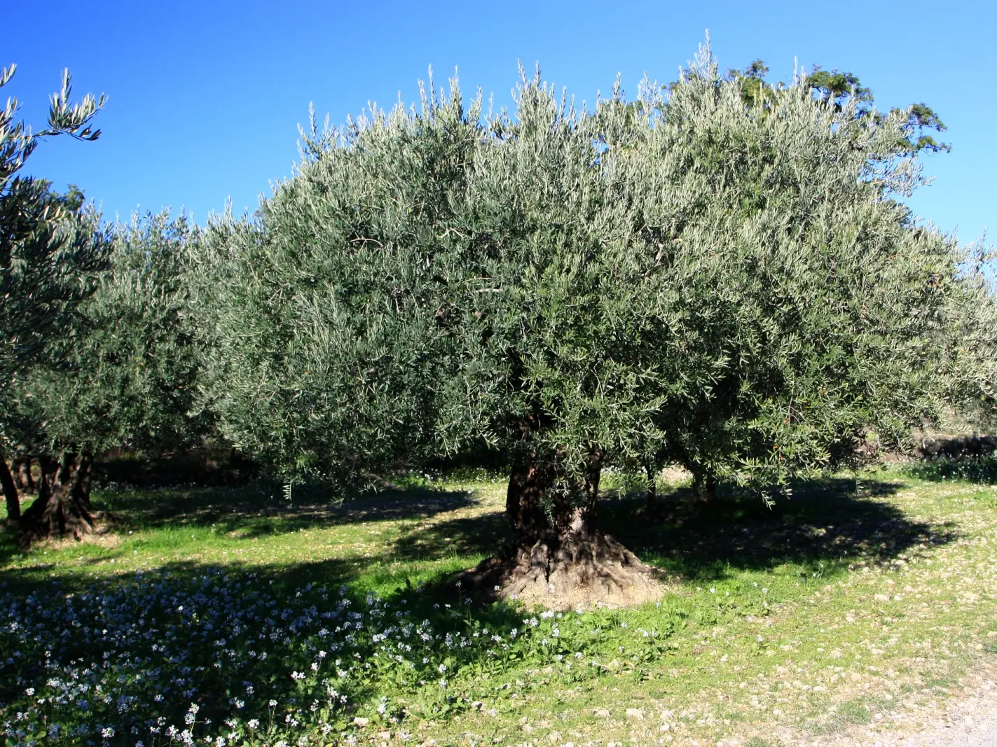 HOCQUEL Alain - Coll. CDT Vaucluse