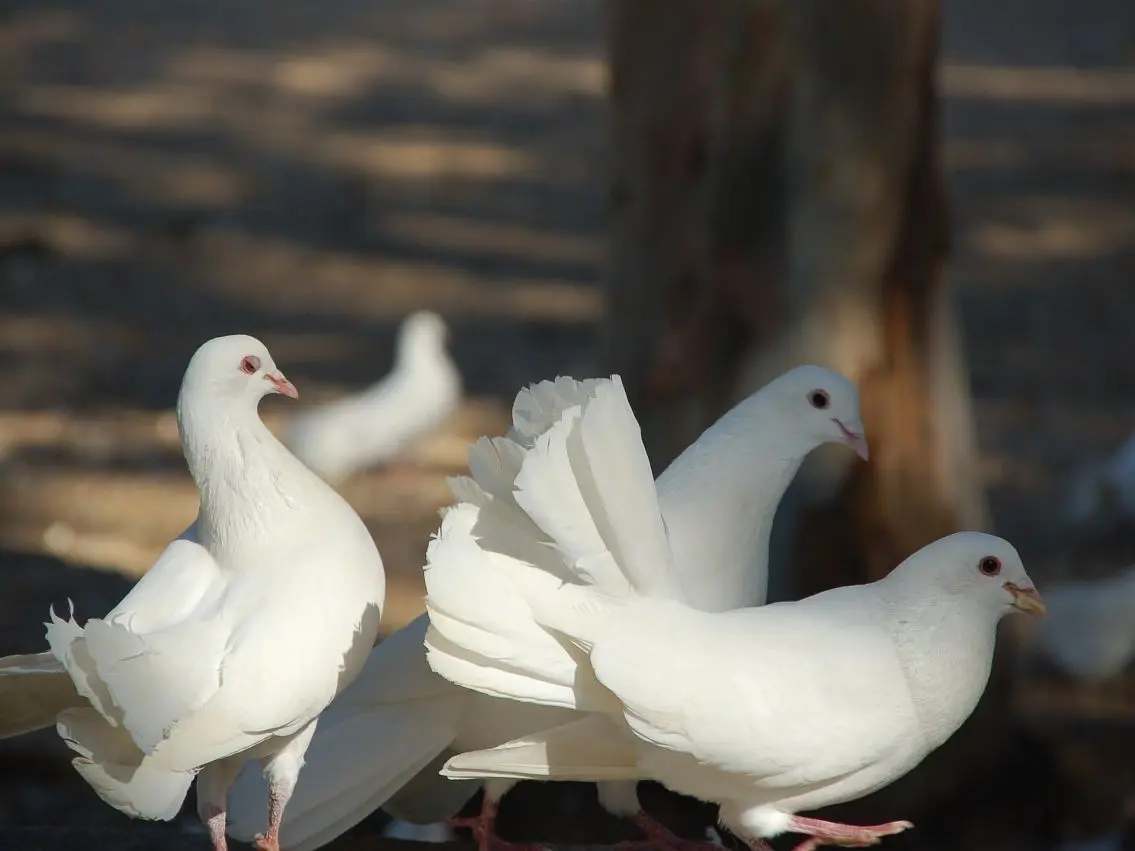 Parc des Oiseaux