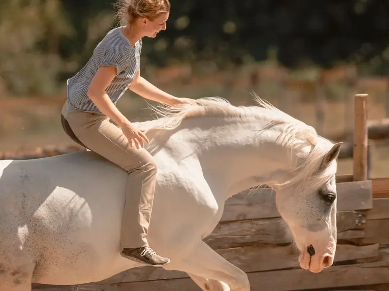 Communication Cheval