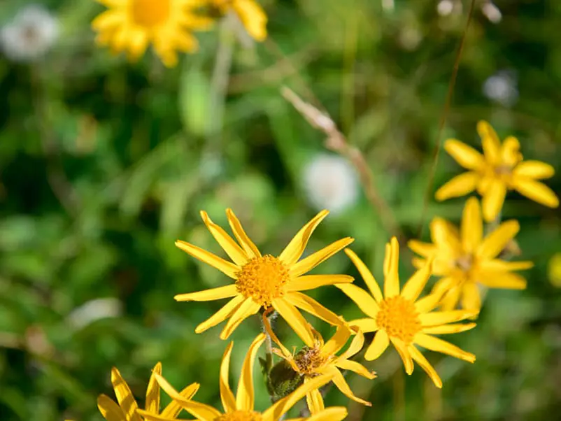 Flore Val d'Arly
