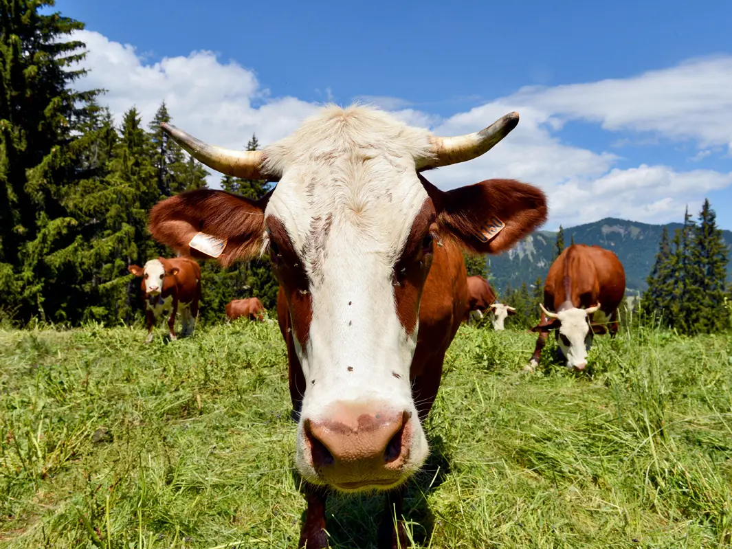 Vache abondance