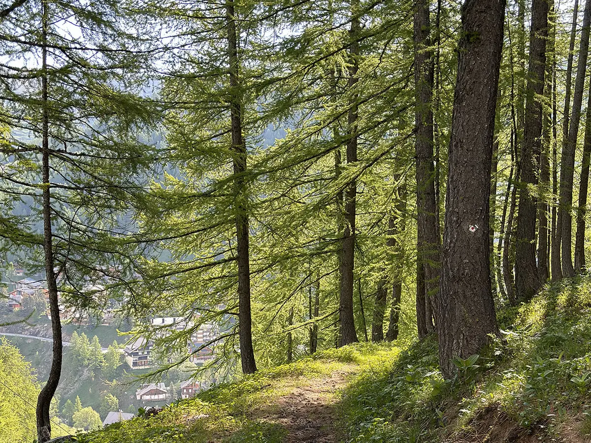 Sentier de VTT AE en pleine forêt de conifères, surplombant les habitations de la Foux village visibles en contrebas