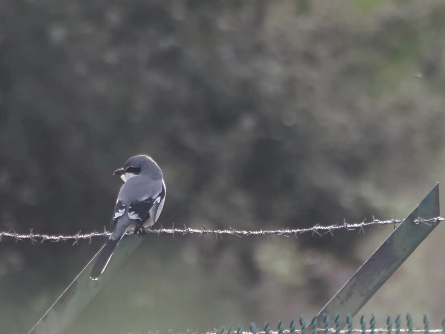 Pie-grièche méridionale