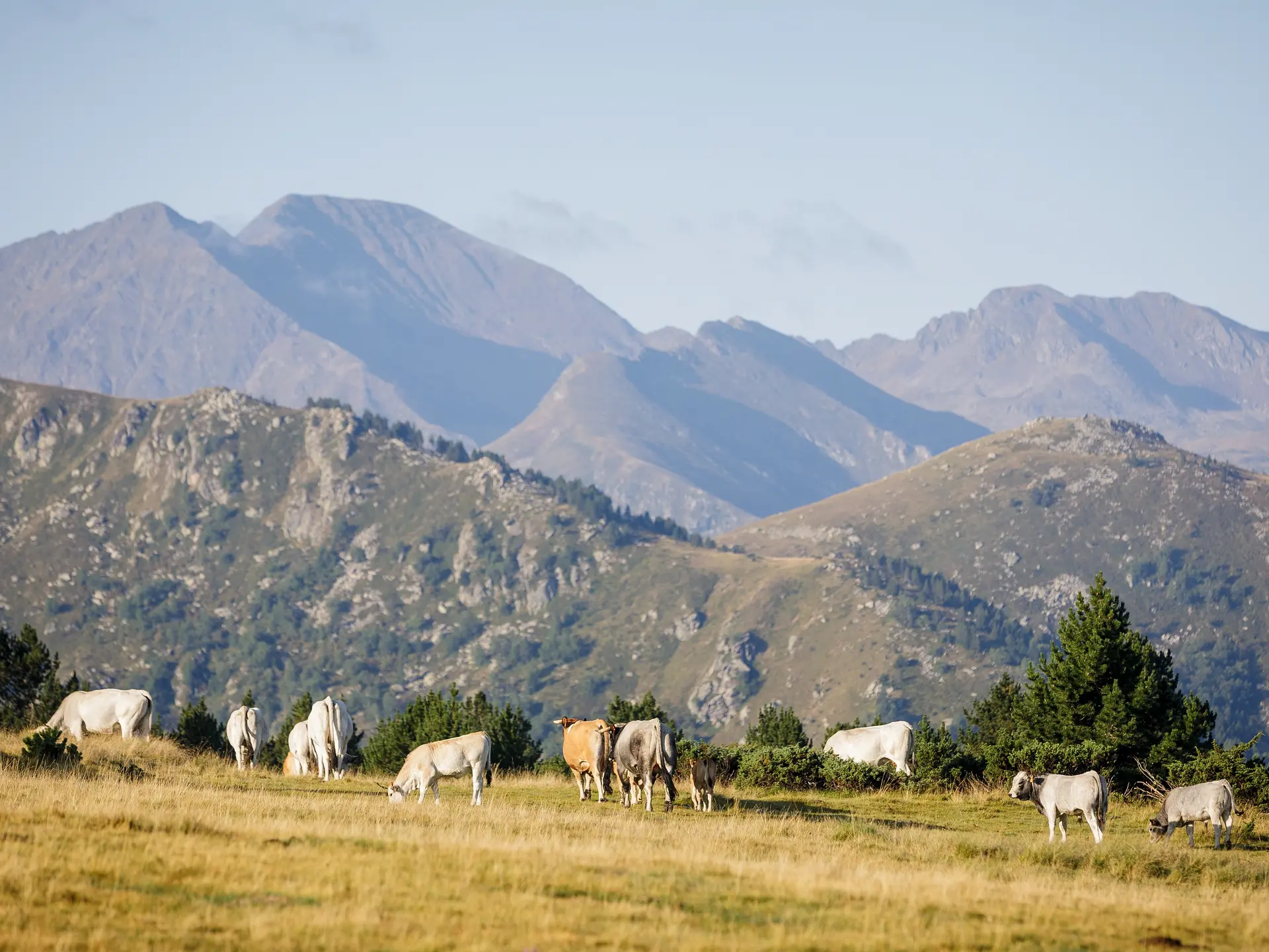 Troupeaux de vaches gasconnes en estive