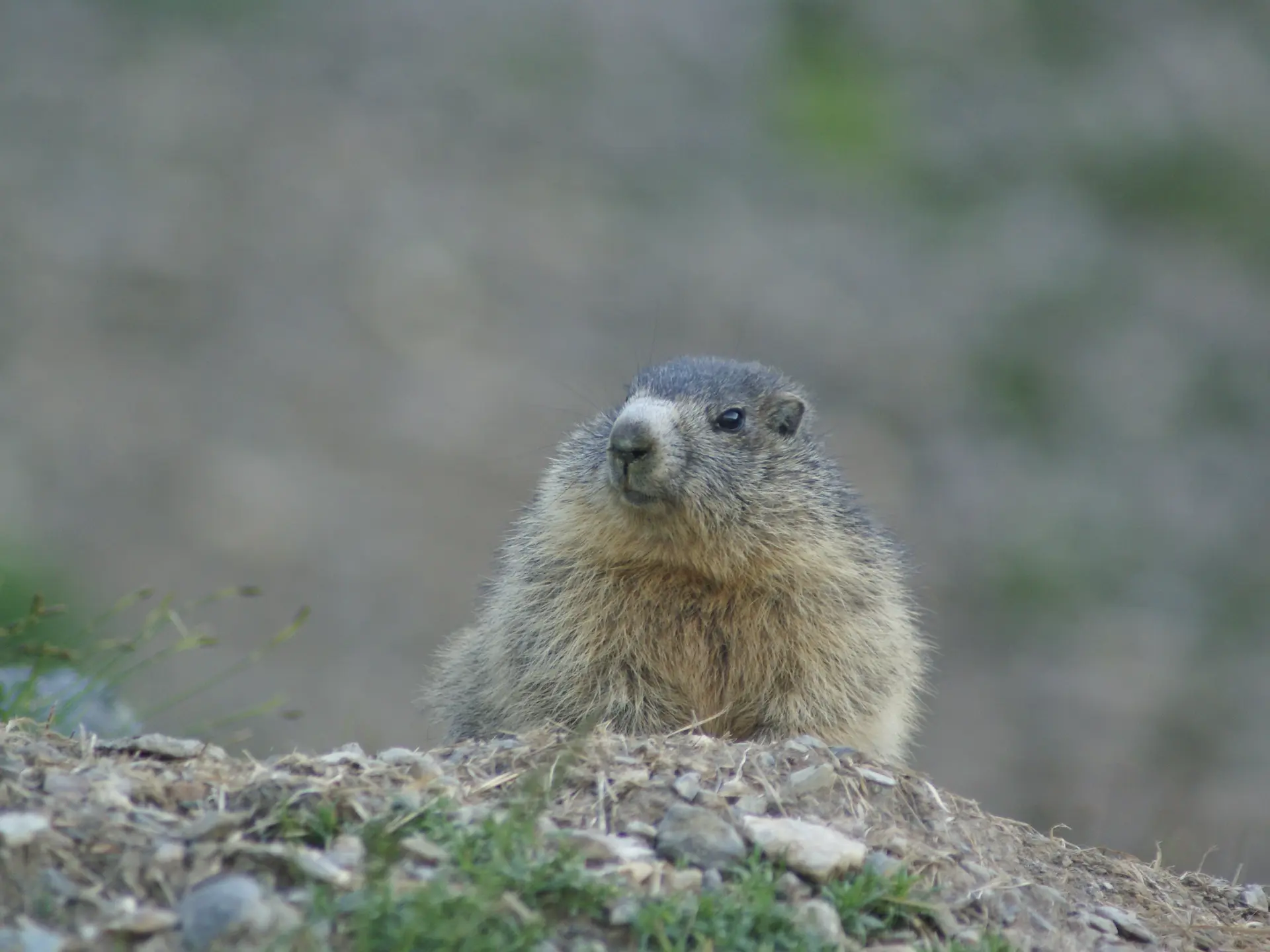 Marmotte