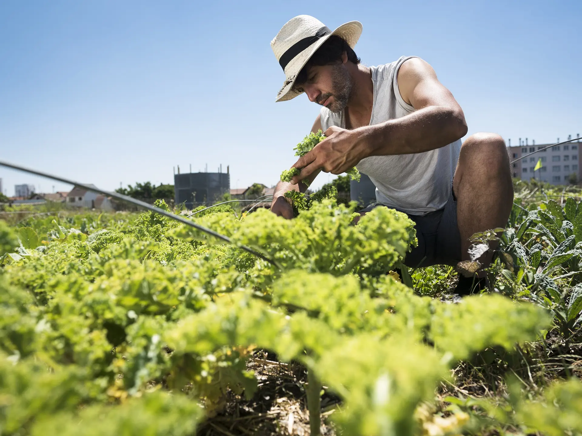 Récolte à la ferme urbaine