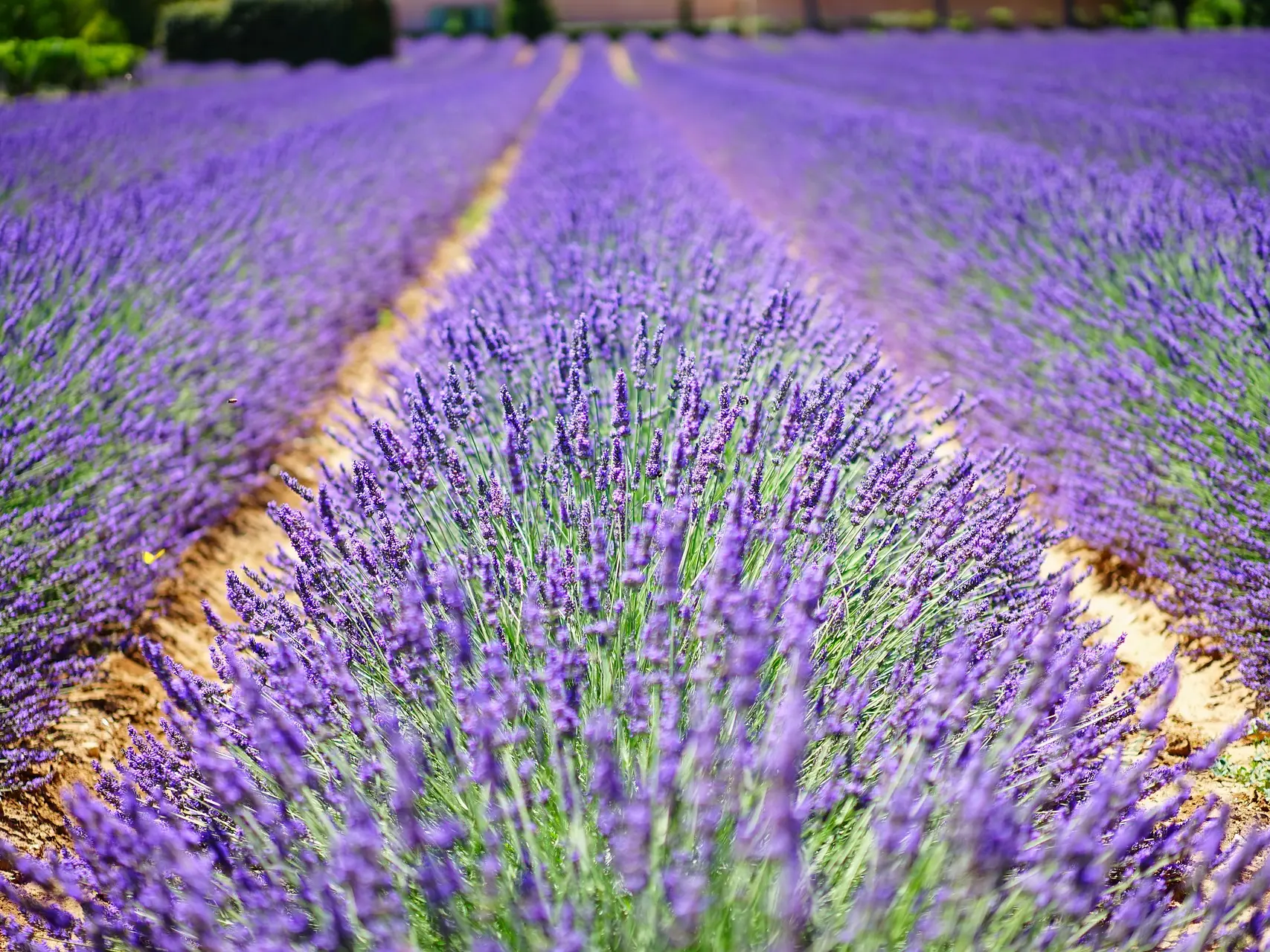 Champ de lavande