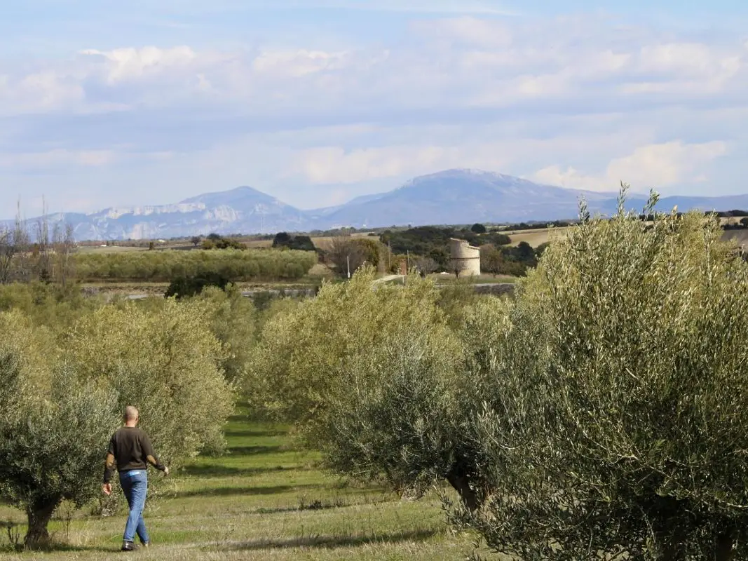 Les olivettes