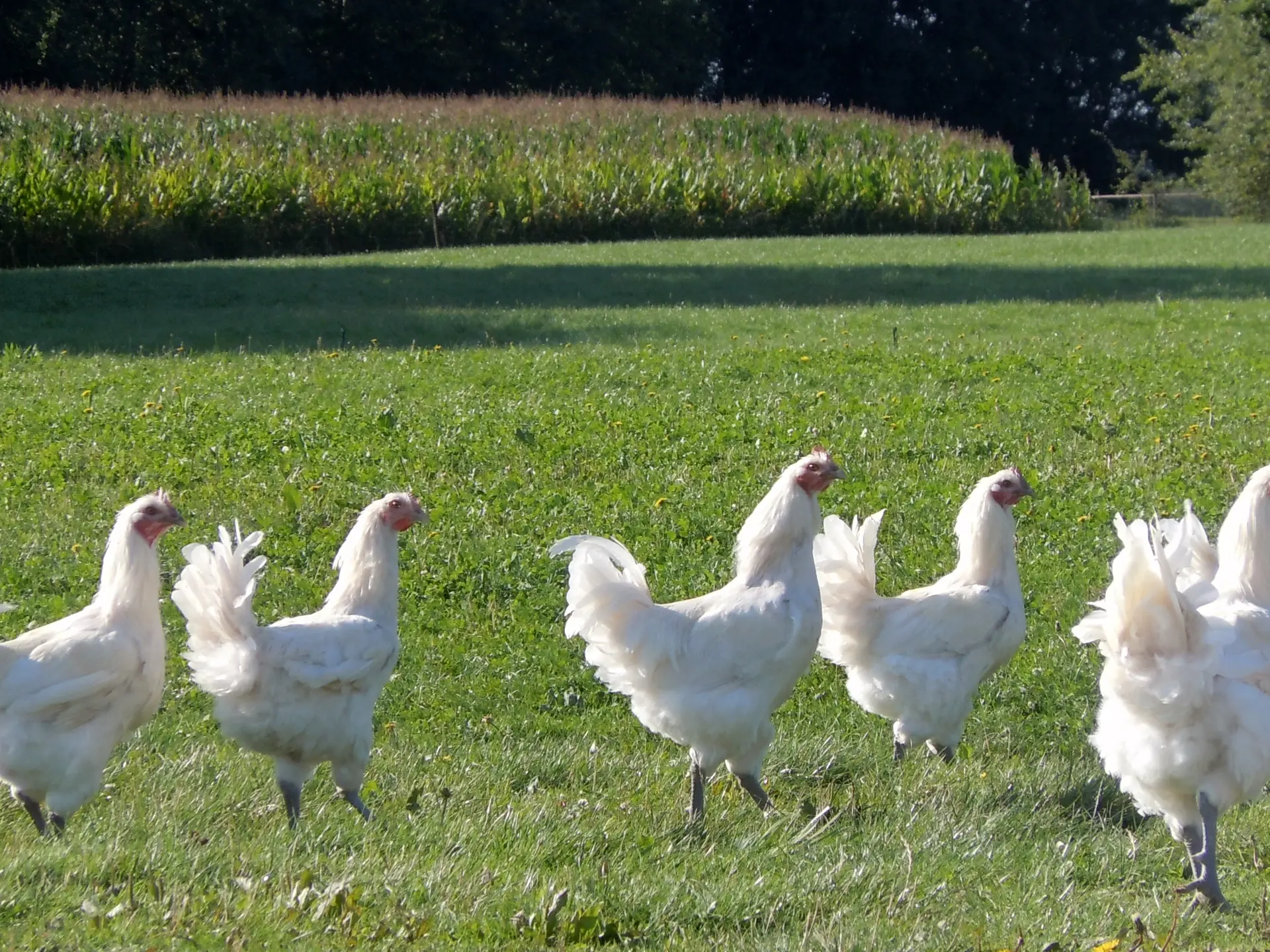 le bonheur est dans le pré