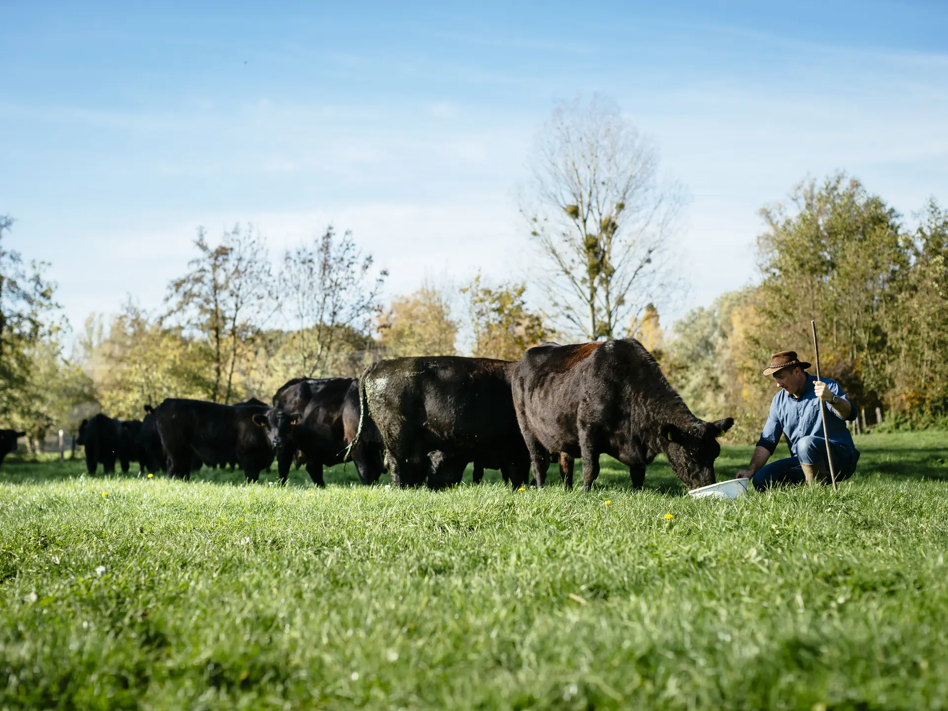 Le troupeau dans le pré