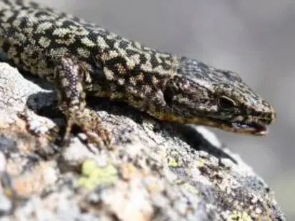 Balade naturaliste : un oeil sur les reptiles de la Réserve_Allex
