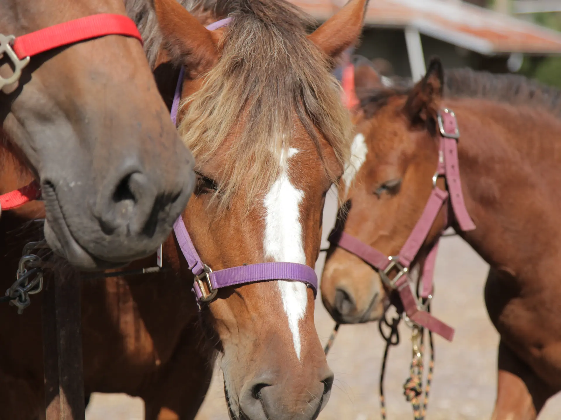Chevaux et poulais atelés