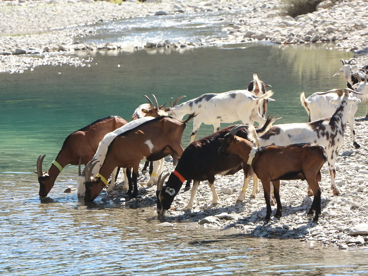 Fromage de chèvre à Sisteron