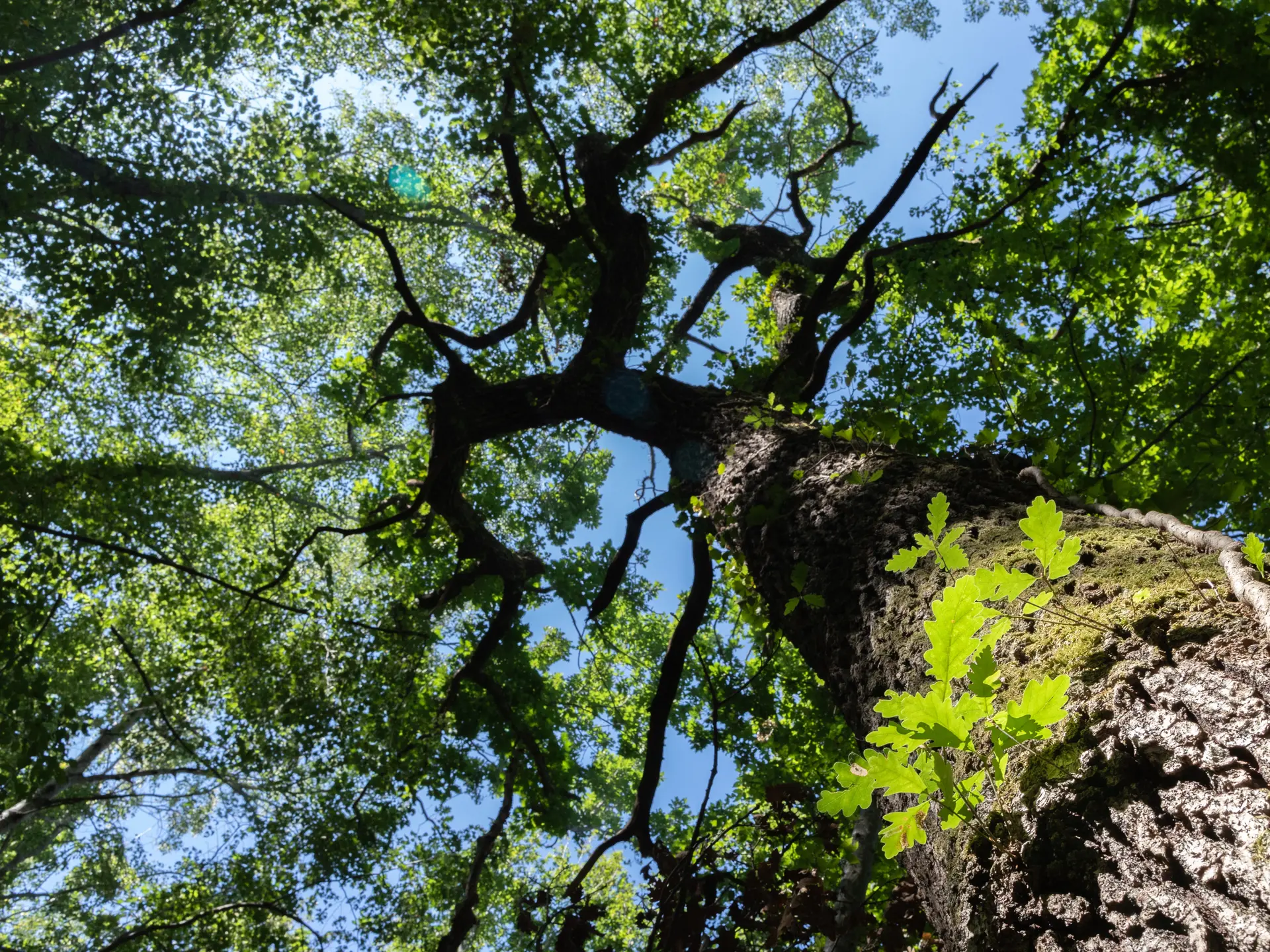 Arbres remarquables de la Comté