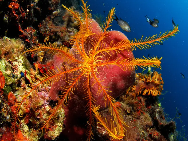 Comatule de Méditerranée