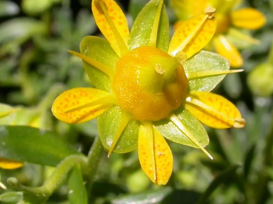 Découverte des plantes avec les accompagnateurs en montagne