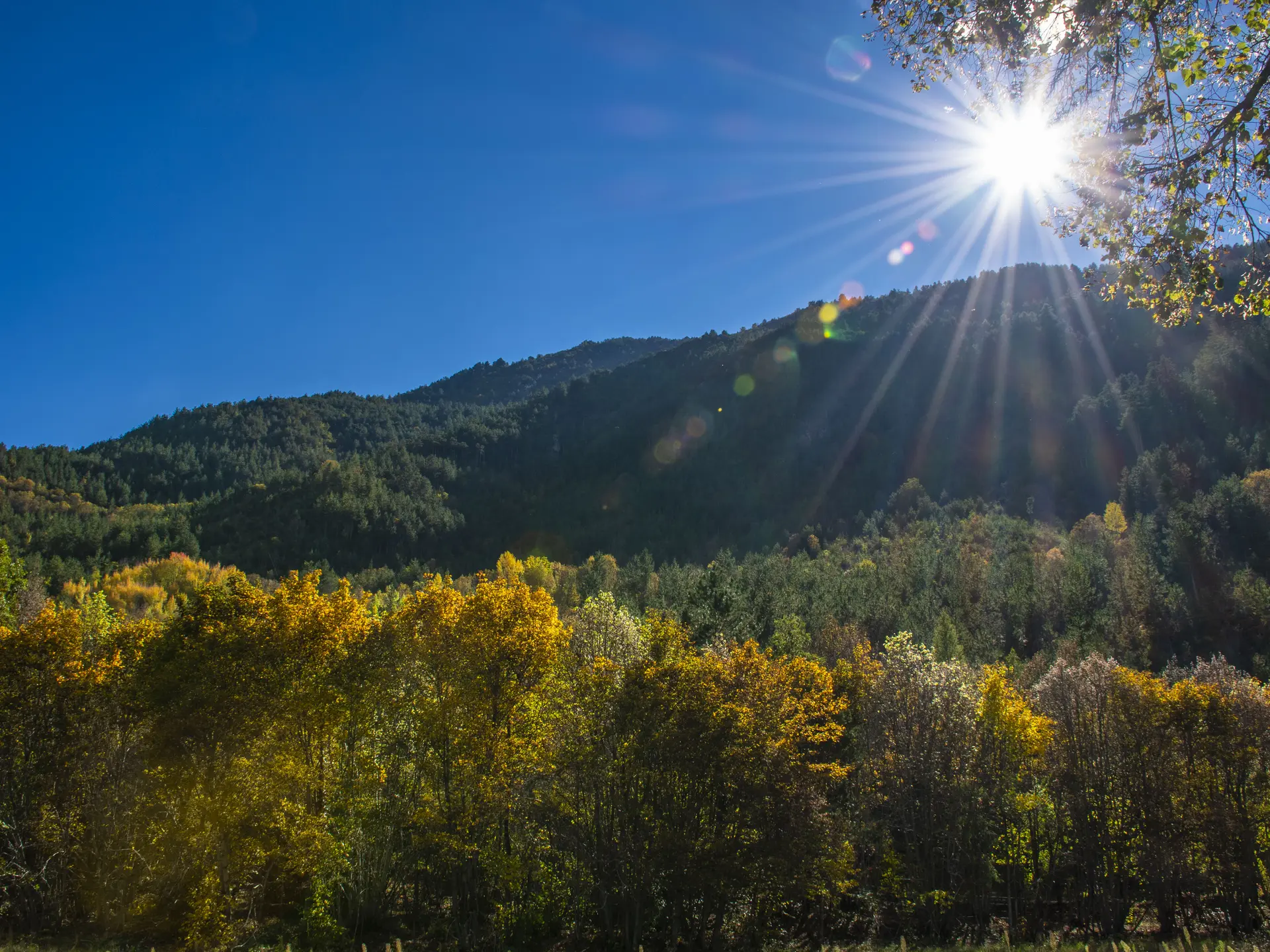 Forêt de La Martre