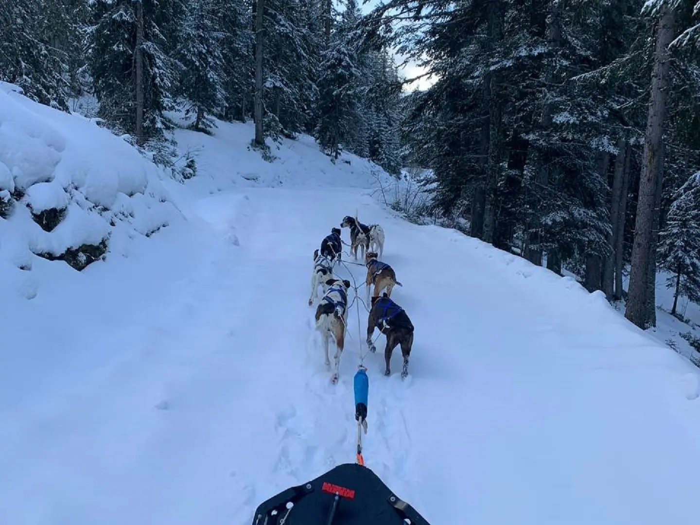 Attelage avec les chiens