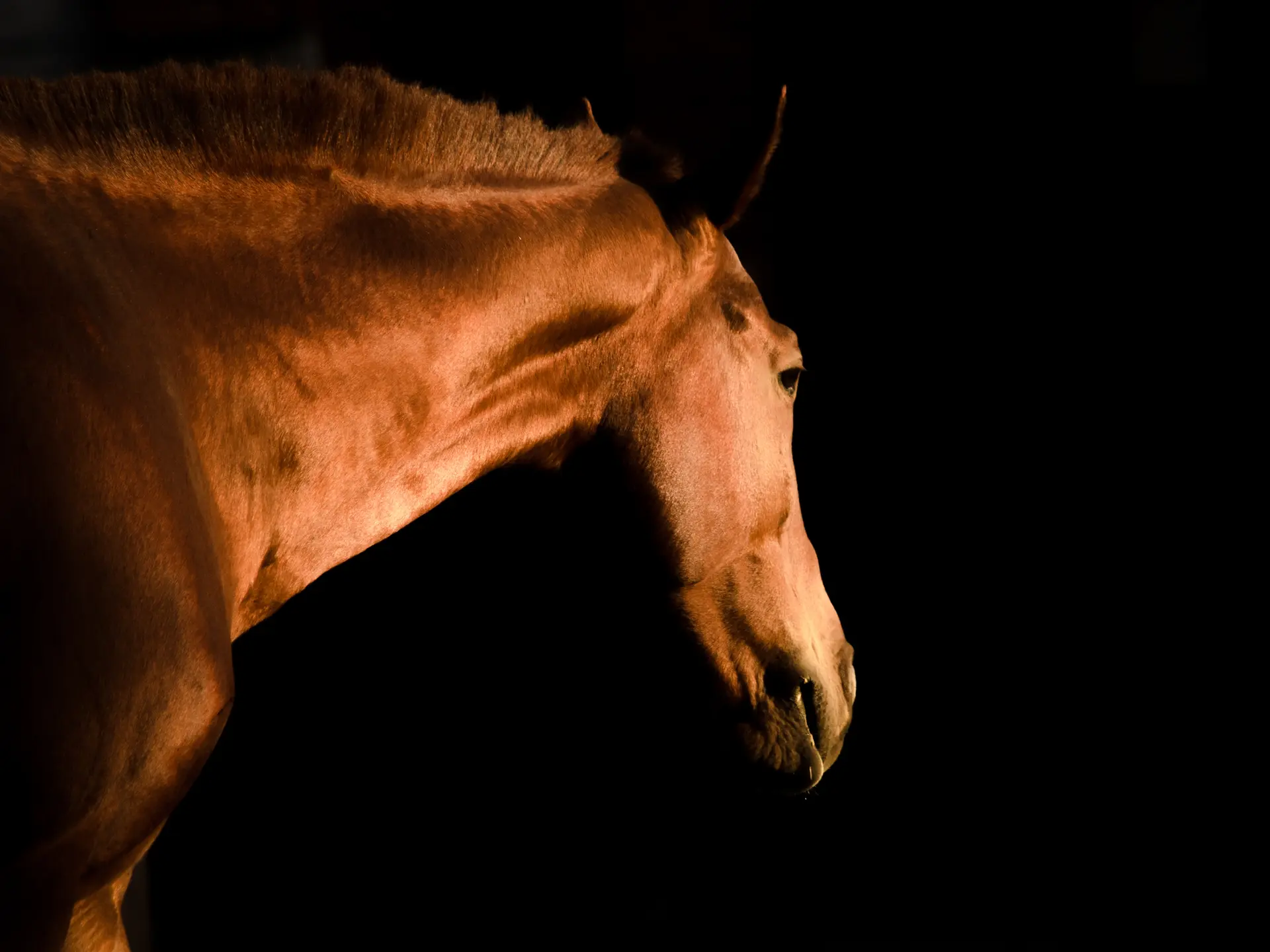 Sport in the Mediterranean Porte des Maures - horse riding