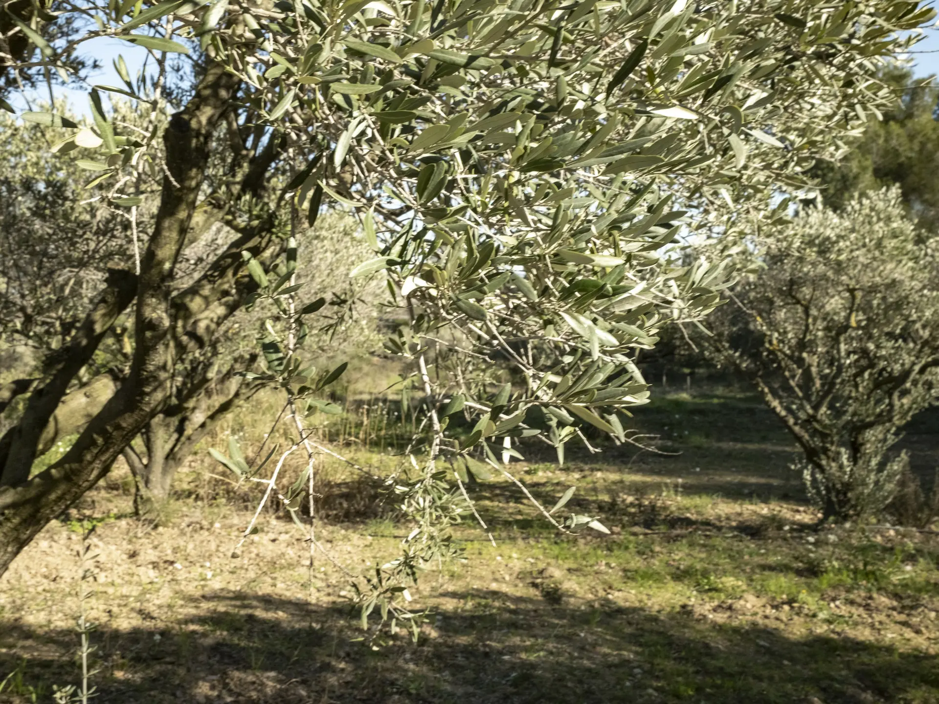 Espace naturel sensible de Pépiole