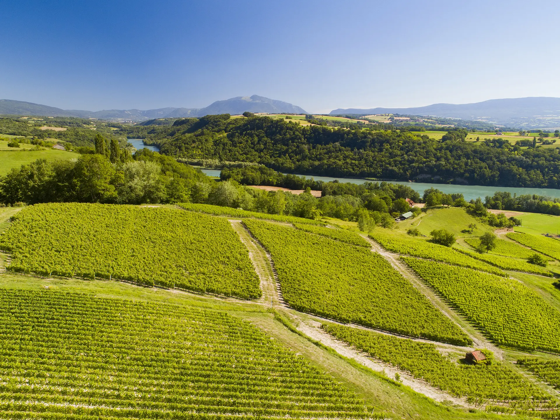 vignes