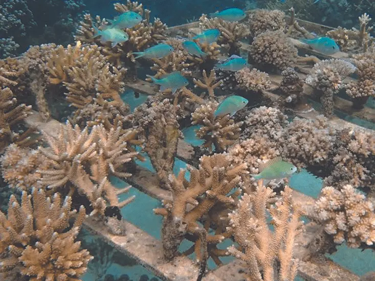 Tamari'i Pointe Des Pêcheurs